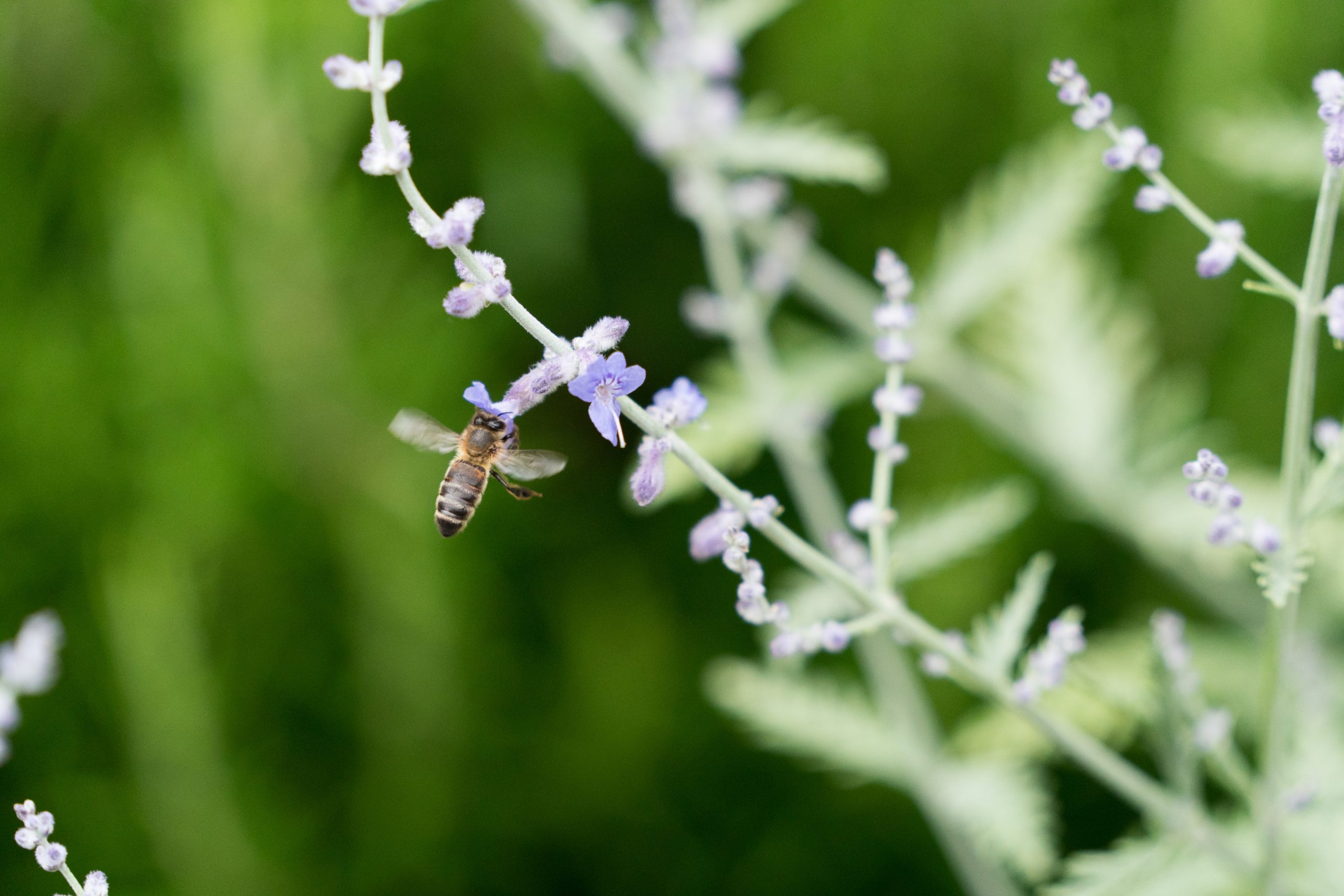 Volunteering Opportunity: Count Our Pollinators