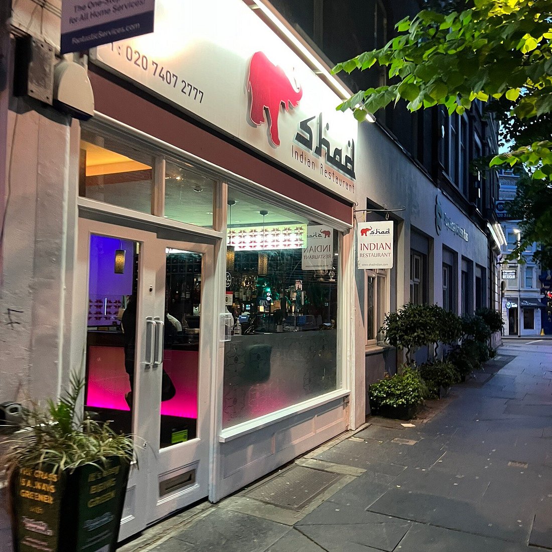 Shad Indian