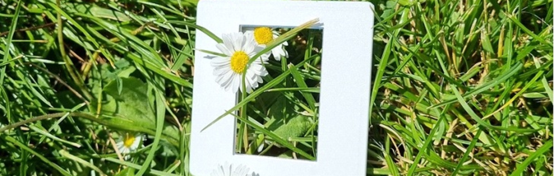 Drawing Nature: Journalling Reflections